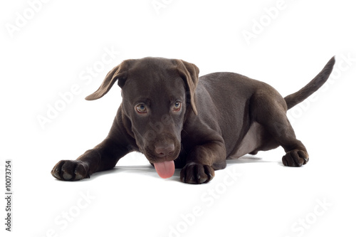 chocolate labrador pup