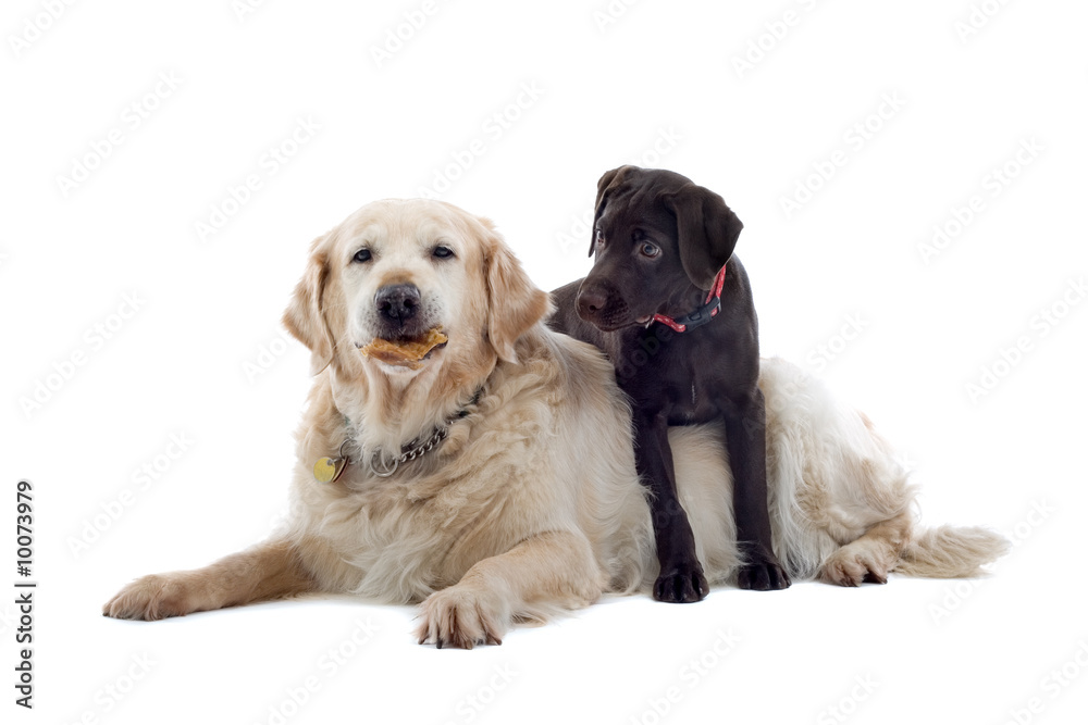 golden retriever and a chocolate labrador pup golden retriever and a chocolate labrador pup