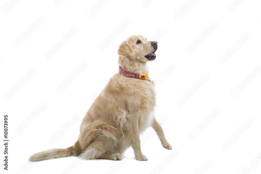 Obraz premium golden retriever