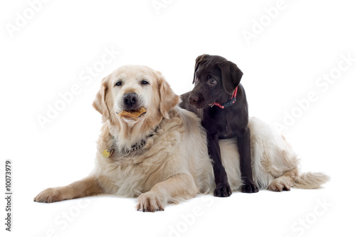 golden retriever and a chocolate labrador pup