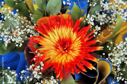 red fresh flower with a gre...