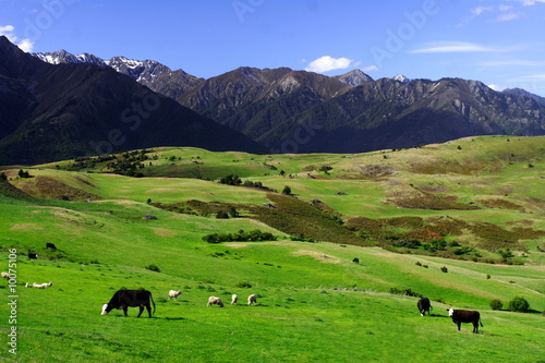 peaceful rural new zealand