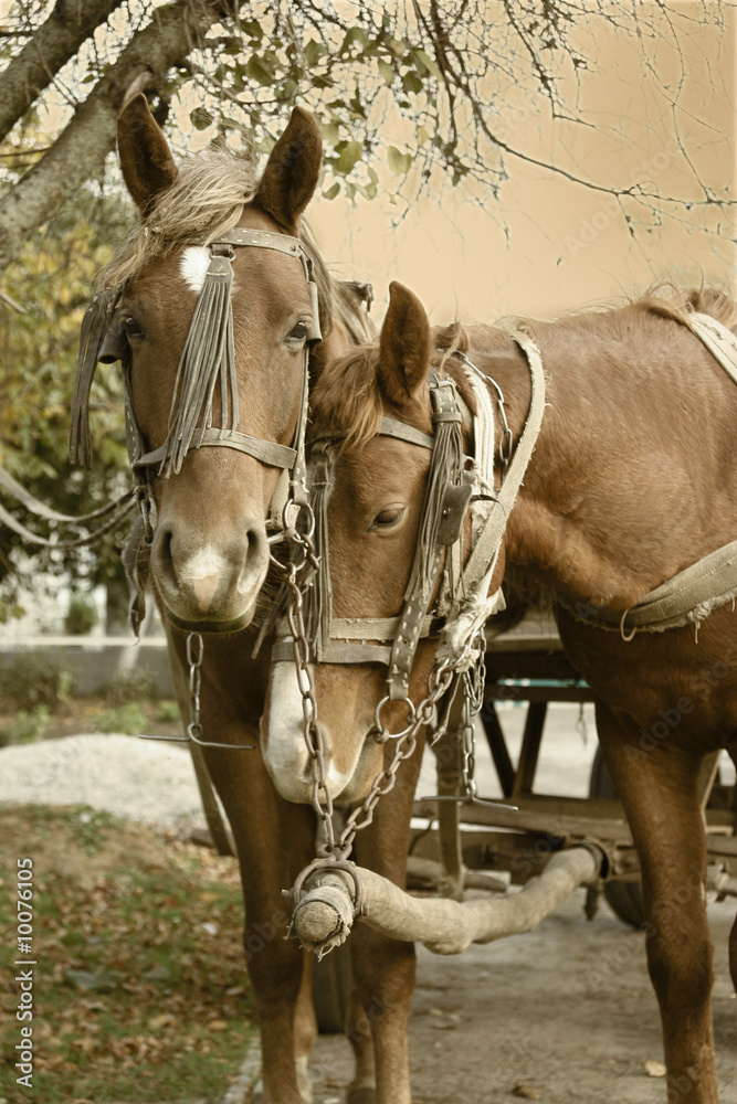 Fototapeta premium The love is fine in the display