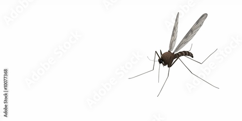 misquito fly