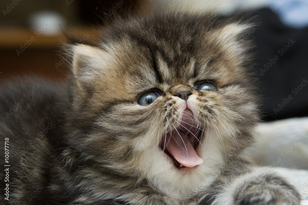 Small fluffy kitten with the open mouth. A pet Small fluffy kitten with the open mouth. A pet
