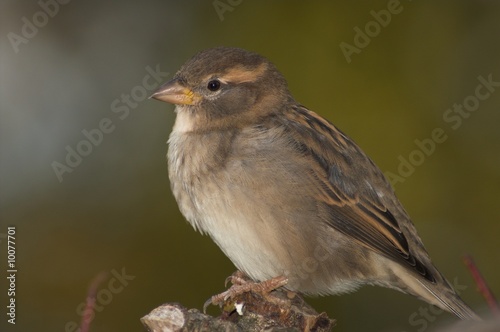 sparrow bird © Darek