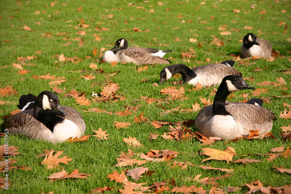 Canadagänse im Herbst StockFoto Adobe Stock