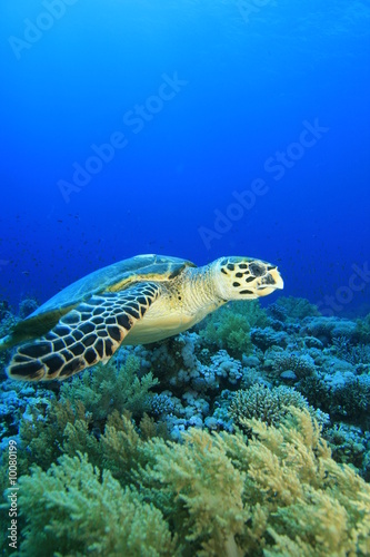 Hawksbill Sea Turtle fins over a pristine Coral Reef © Richard Carey
