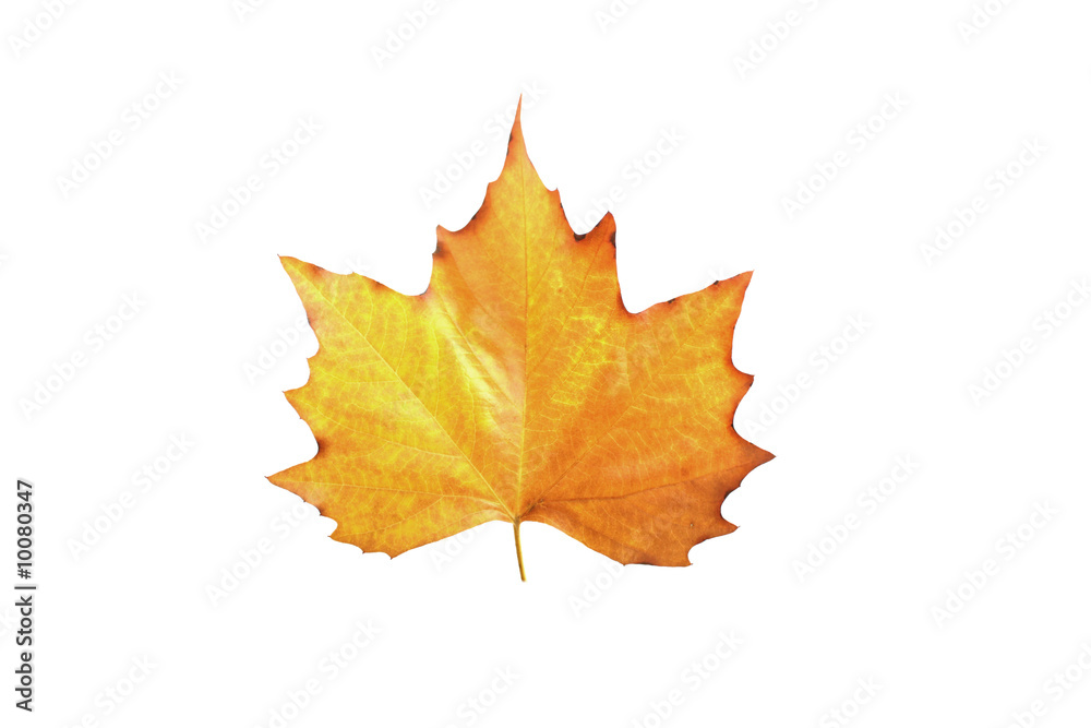 Fototapeta premium Maple leaf