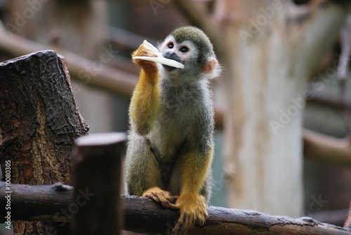 Kleines Äffchen photo