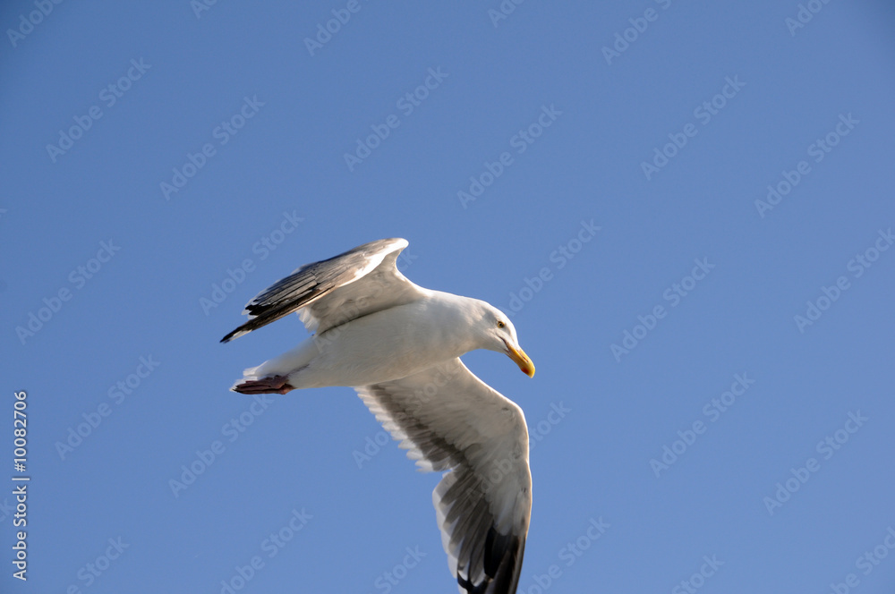 Mouette en vol