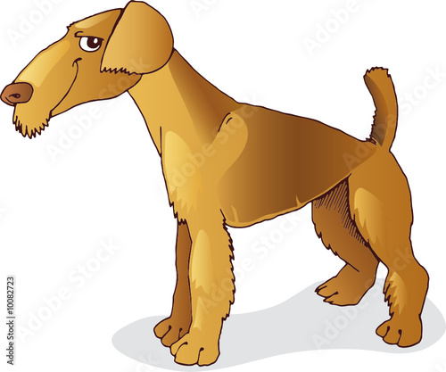 Airedale terrier dog