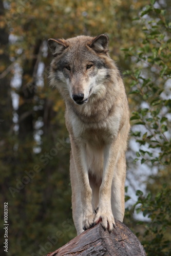 Fototapeta Naklejka Na Ścianę i Meble -  wolf canis lupus