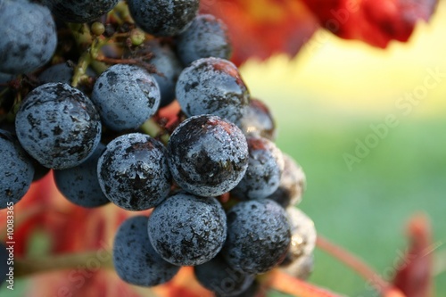 grappe de raisins vignoble automne