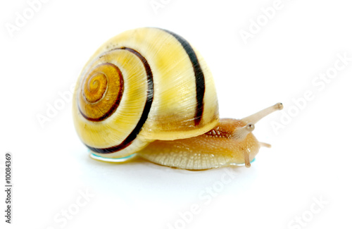 escargot