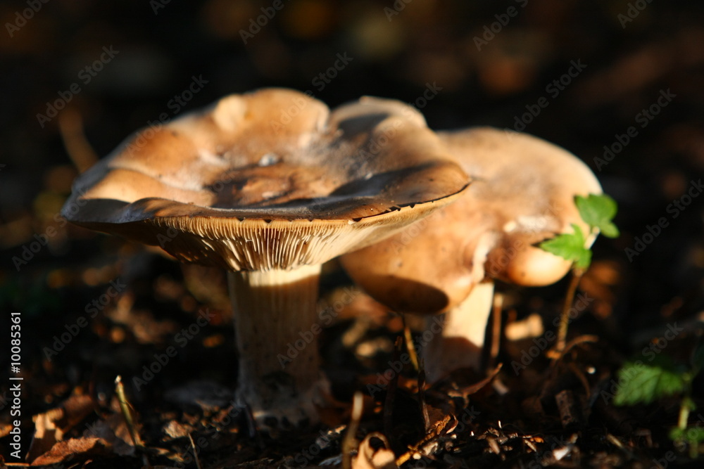 Fototapeta premium Herbst