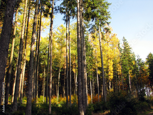 Wald mit Sonnenstrahlen