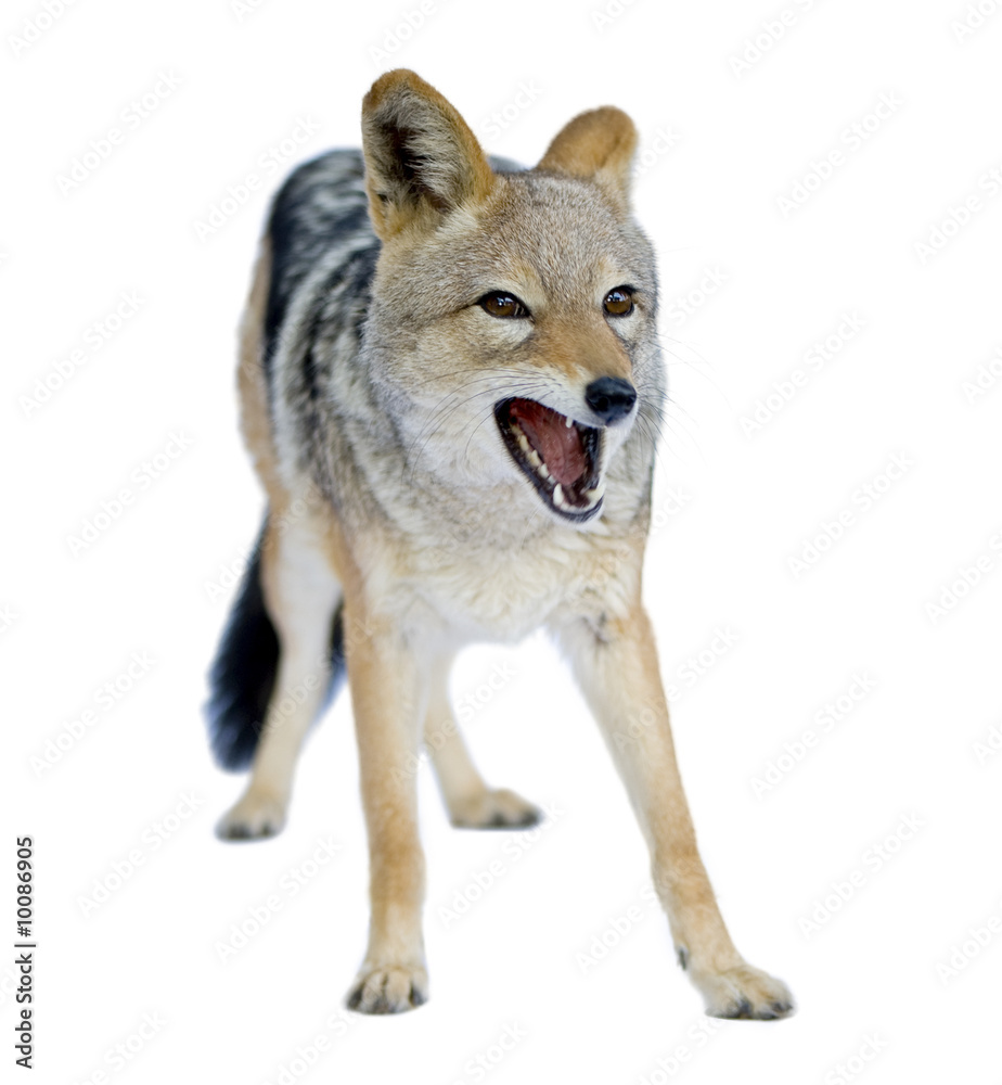 Fototapeta premium black-backed jackal