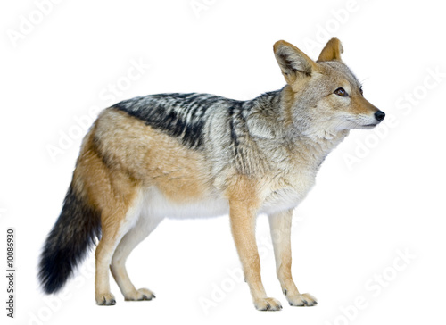 Canvastavla black-backed jackal