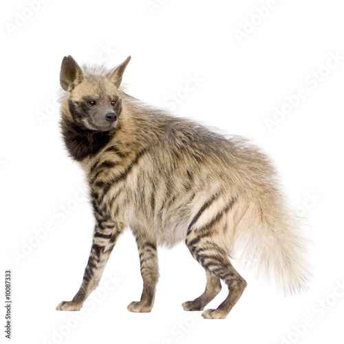 Fotografiet Striped Hyena in front of a white background