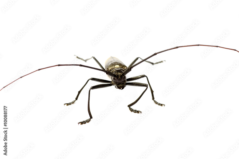 Capricorn beetle isolated on white Capricorn beetle isolated on white
