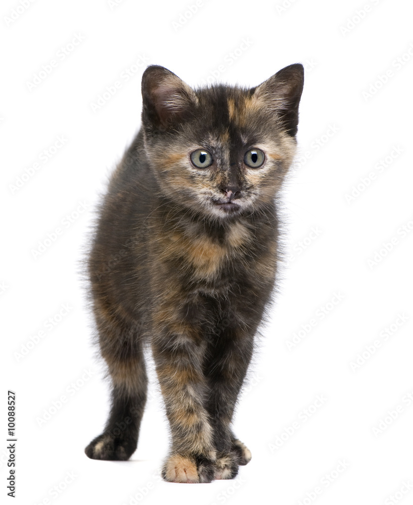 Fototapeta premium Tortoiseshell cat (2 months) in front of a white background
