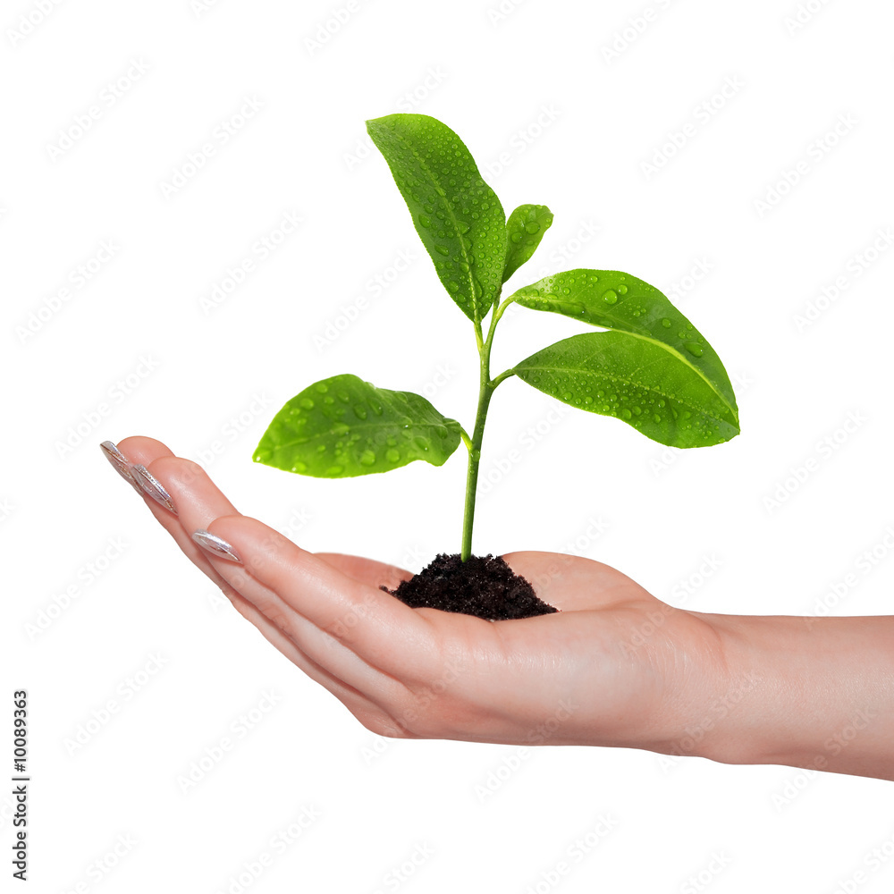 small plant in woman hand small plant in woman hand