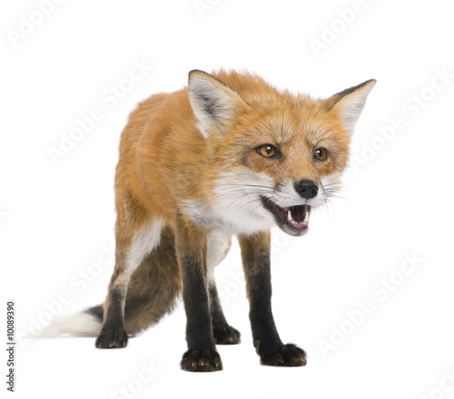 Red fox - Vulpes vulpes in front of a white background