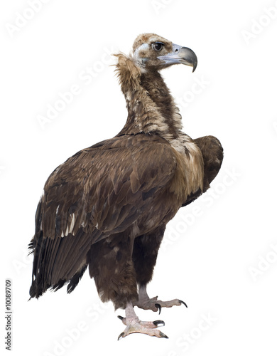 Eurasian Black Vulture in front of a white background photo