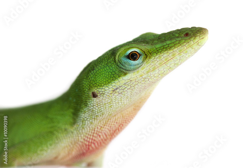 Lizard - anole lizard closeup