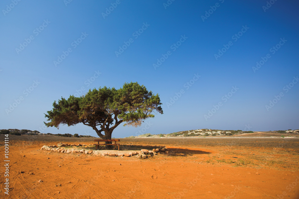 Alone tree in stone desert Cavo Greco