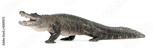American Alligator in front of a white background