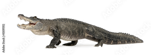 Tablou canvas American Alligator in front of a white background