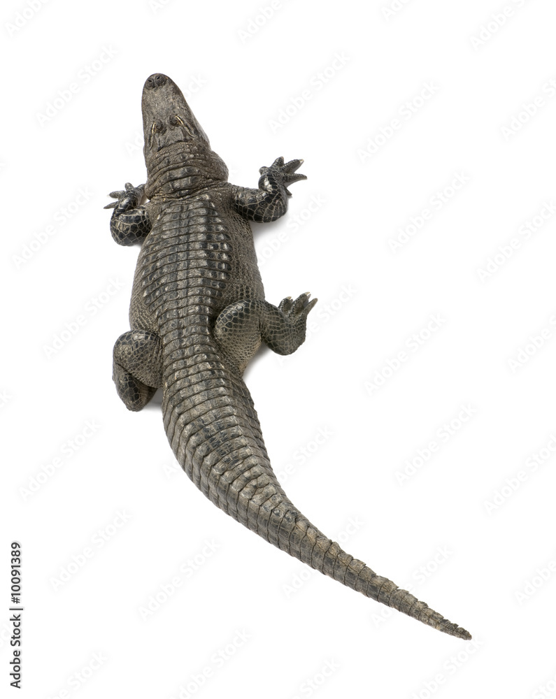 Fototapeta premium American Alligator in front of a white background
