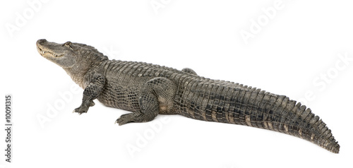 American Alligator in front of a white background