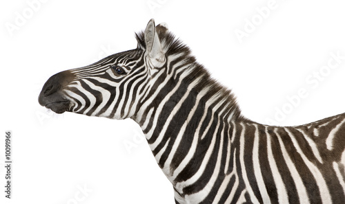 Zebra  4 years  in front of a white background