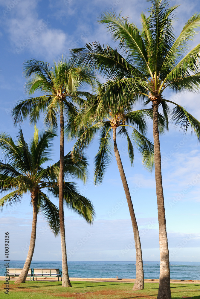 Tall coconut trees at  a beach in  Oahu, Hawaii
