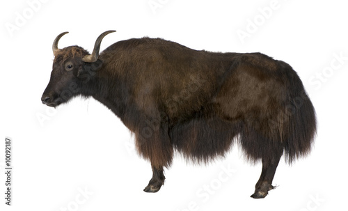 Yak in front of a white background