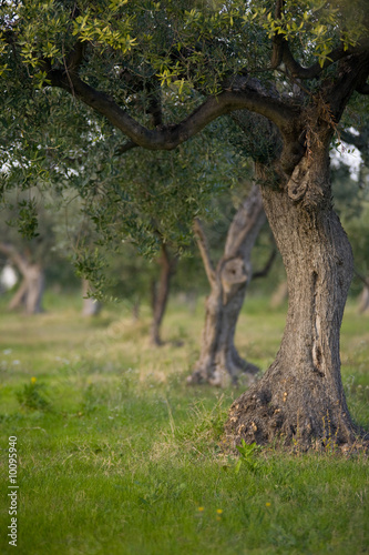 alberi d'ulivo © riccardo bruni