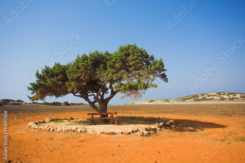 Alone tree in stone desert Cavo Greco