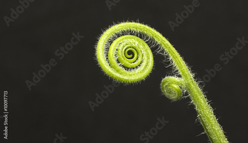 Vászonkép fiddle head fern isolated on black background