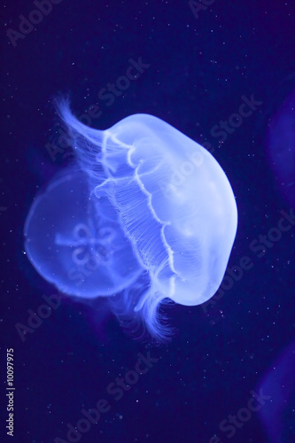 underwater image of jellyfishes #10097975