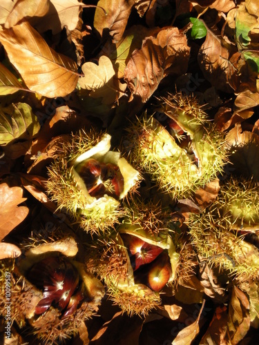 Châtaigne et feuilles mortes