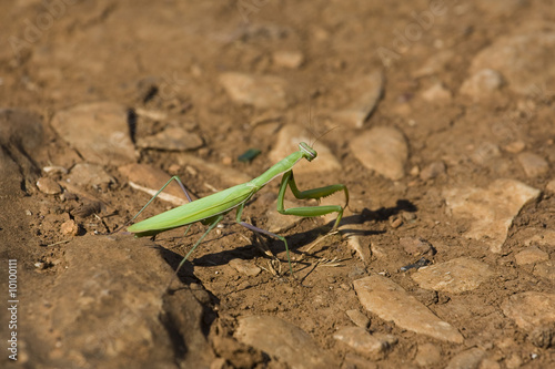 Stick insect walking through burnt ground