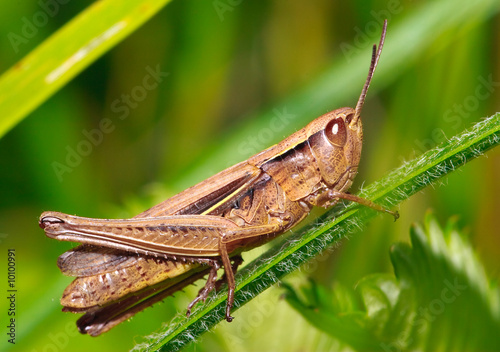 brown grasshopper sitting on a green blade of grass © Konstyantyn Sulima
