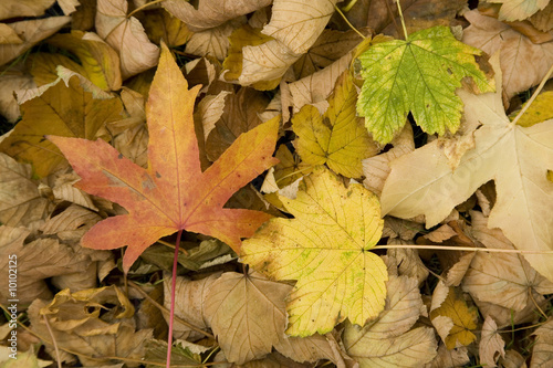 Fall 14 2008