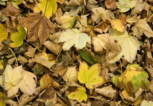 Fall oct 2008 12