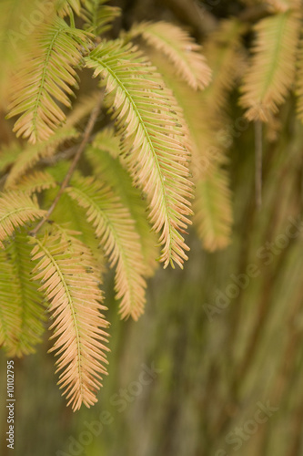 Fall oct 2008 14