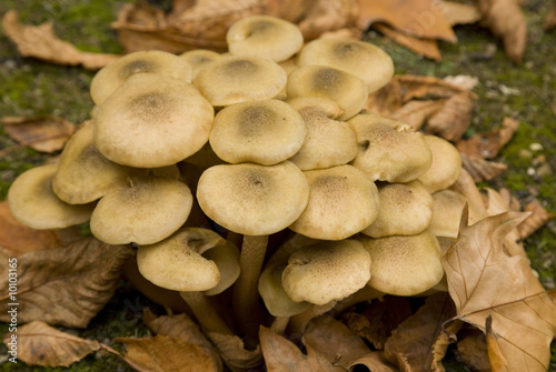 Fall oct 2008 17