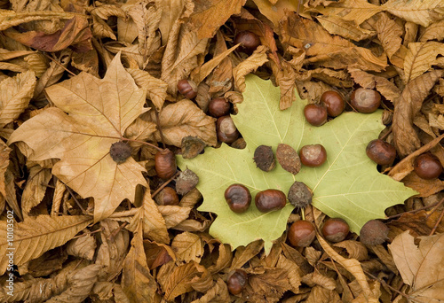 Fall oct 2008 20
